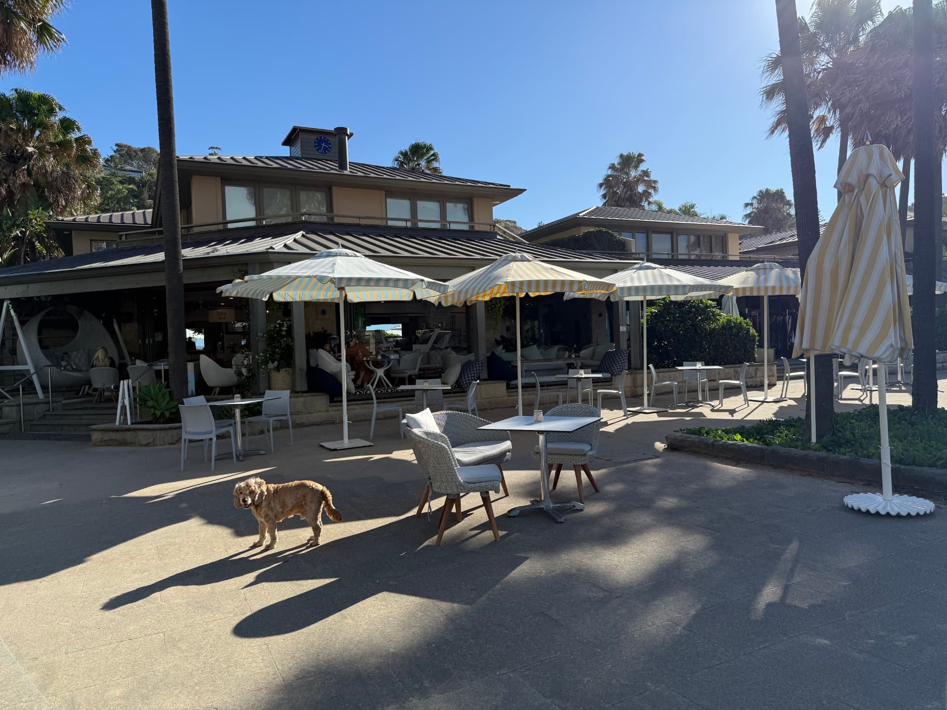 Striped umbrellas and terrace seating outside 2108 Espresso, with a dog in the foreground